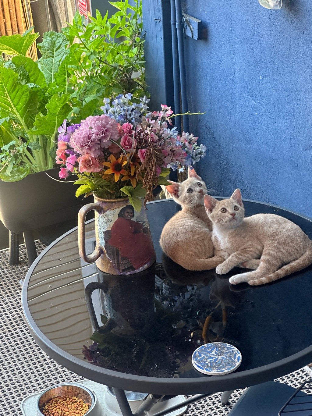 The Kittens in My Garden
